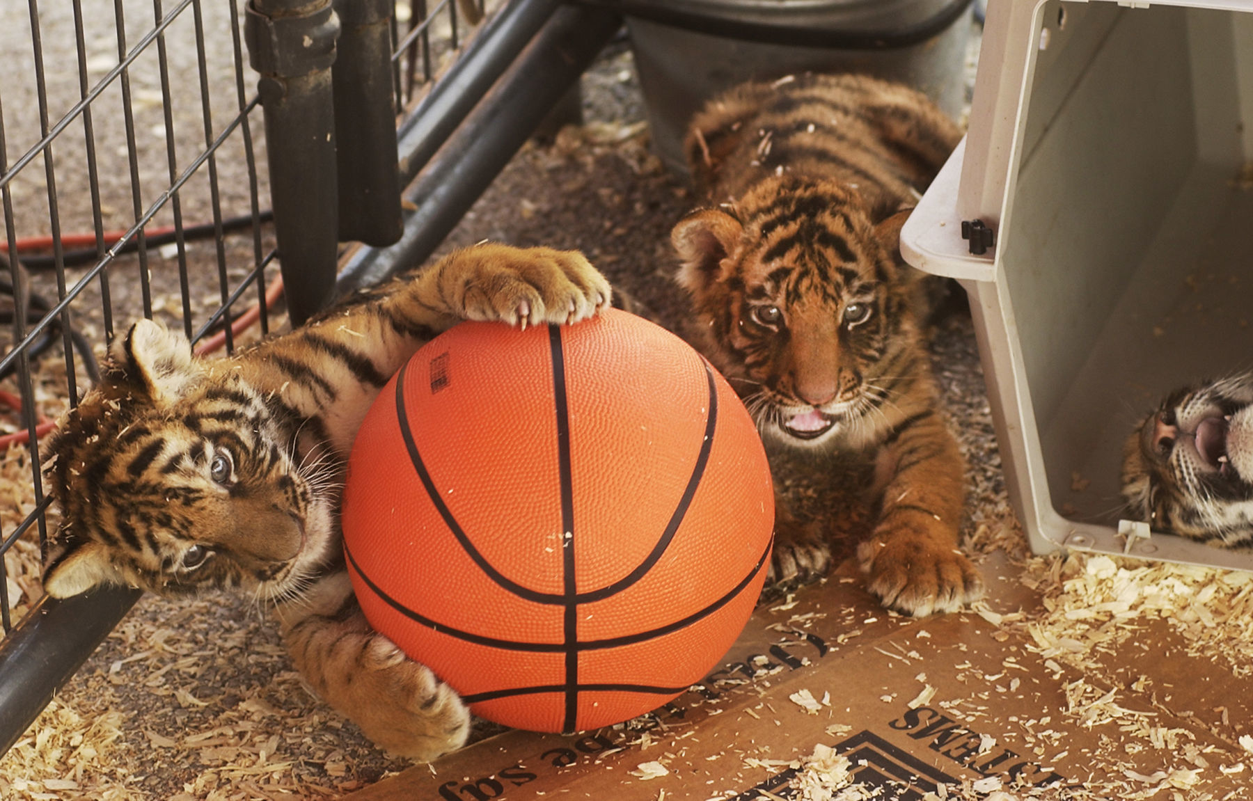 Tigers-at-the-fair-011